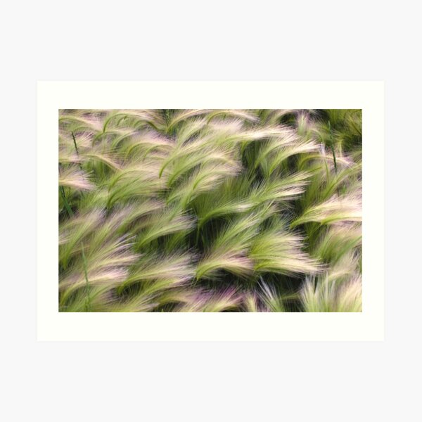 Foxtail from Above Art Print