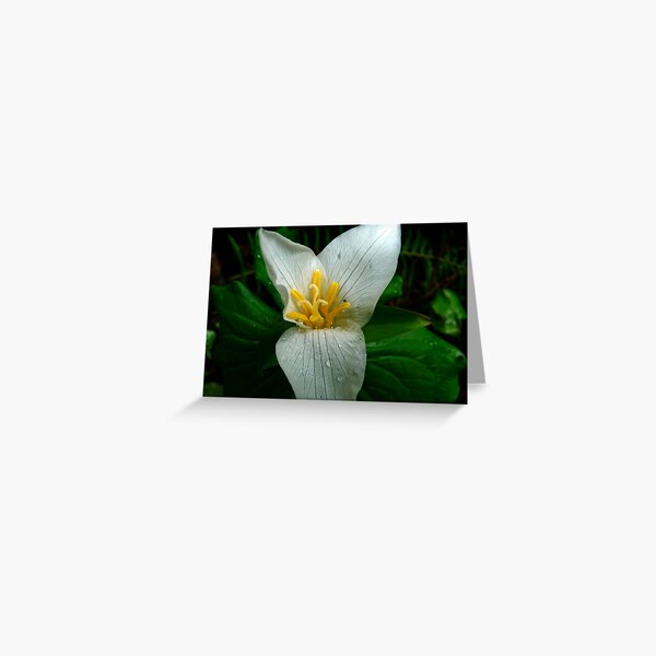 Item preview, trillium designed and sold by tego53.