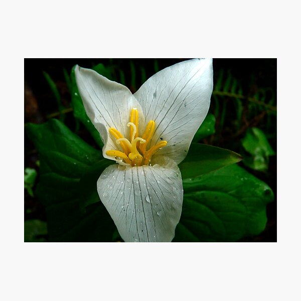 trillium Photographic Print