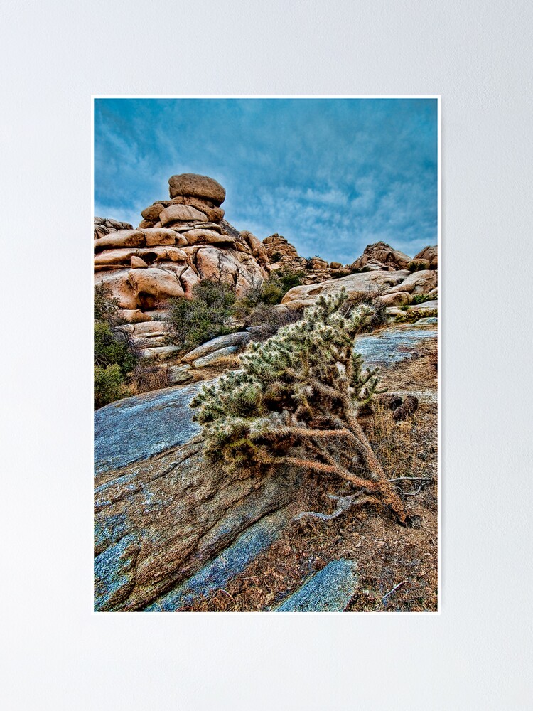 Alternate view of Joshua Tree on the Rocks Poster