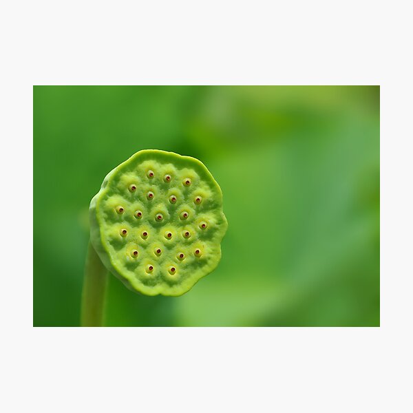 Lotus Photographic Print