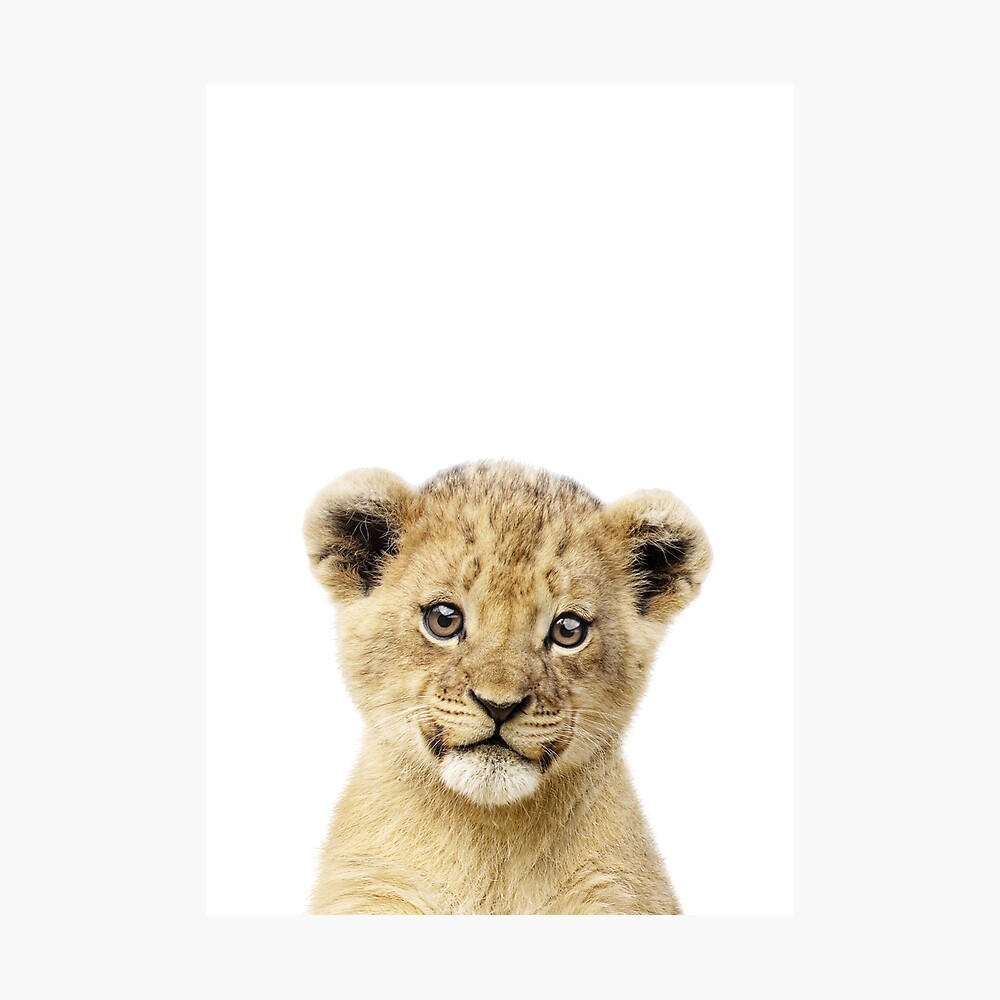 Baby Lion Portrait Poster By Lotusprintshop Redbubble