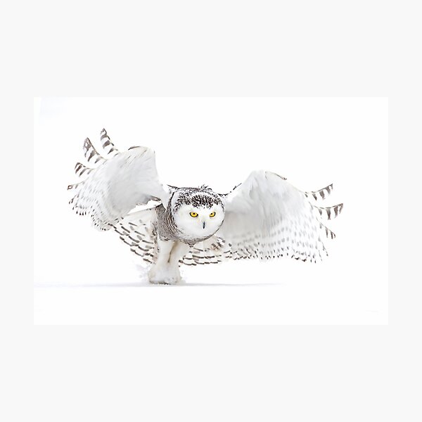 Jazz Wings - Snowy Owl Photographic Print