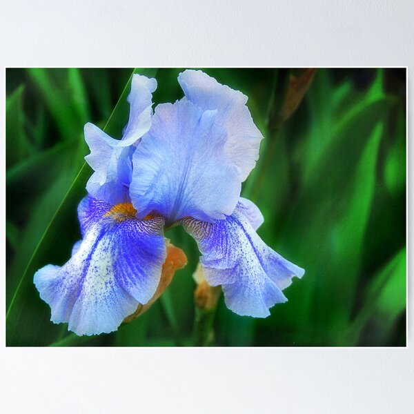 Item preview, Blue Glory designed and sold by Claude Johnson.