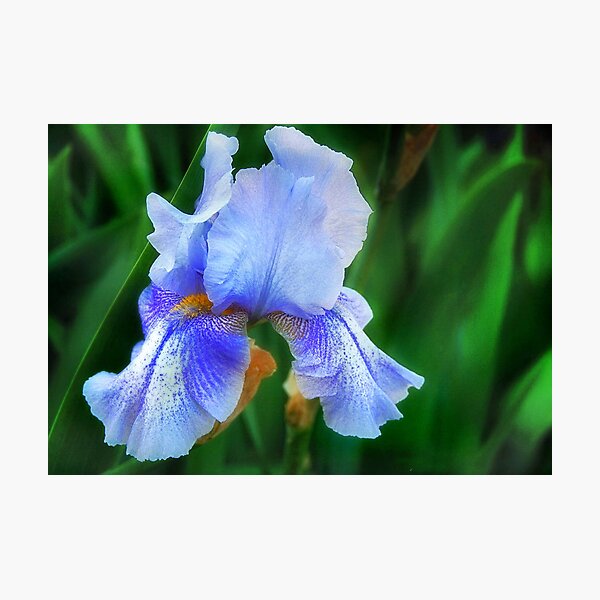 Artikelvorschau, Blue Glory entworfen und verkauft von Claude Johnson.