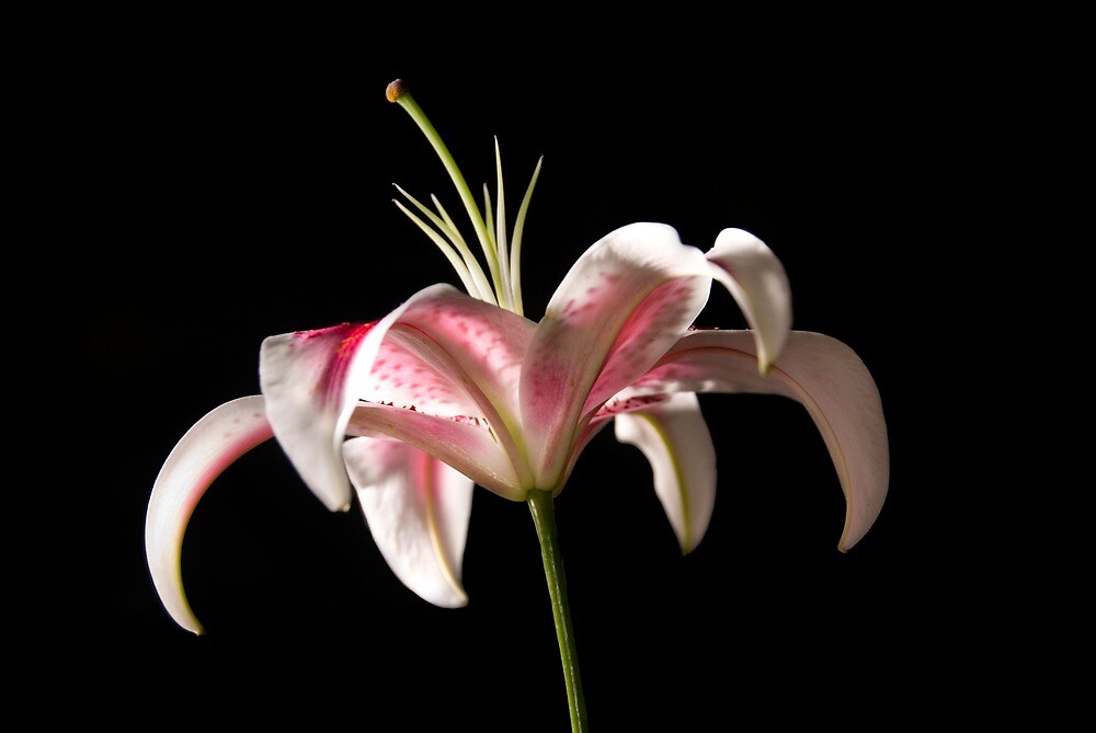 star gazer lillies