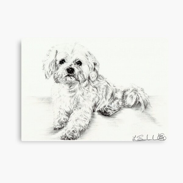 Lhasa Apso Canvas Print