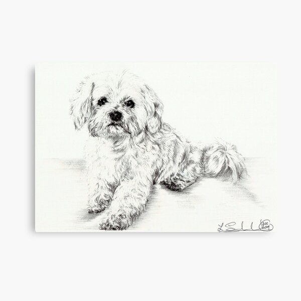 Lhasa Apso Metal Print