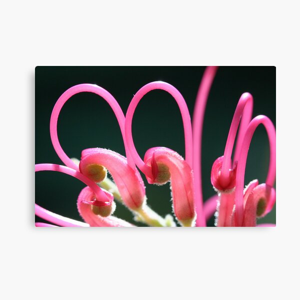 Colour and darkness. Canvas Print