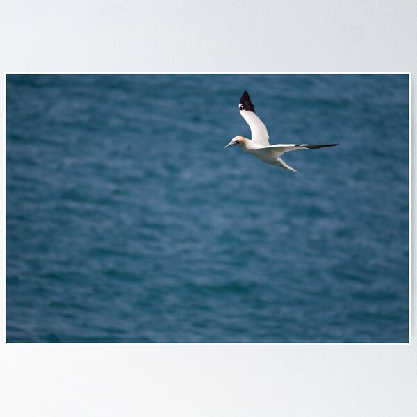 Item preview, Gannet  designed and sold by Mike Colwill.