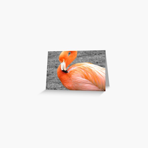 Flamingo Greeting Card