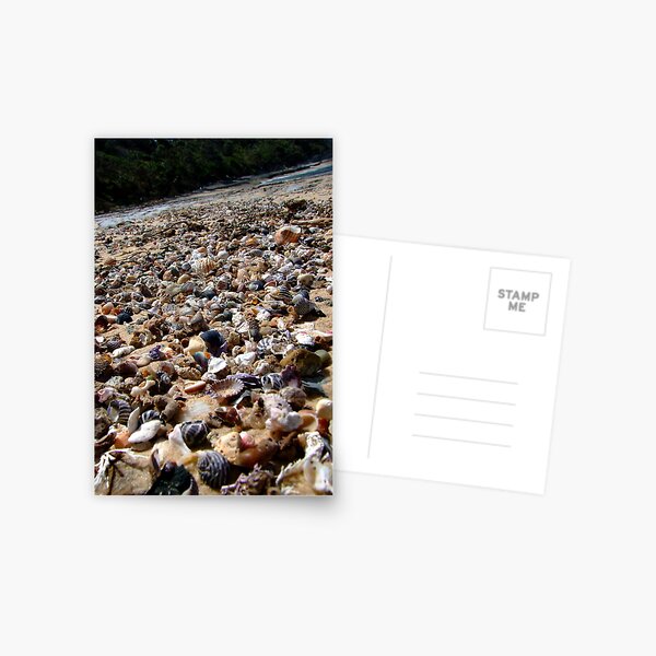 shell beach Postcard