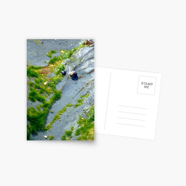 moss art Postcard