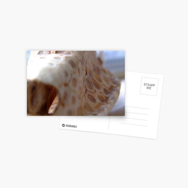 puffa fish Postcard