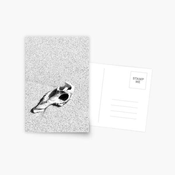 sand shell Postcard