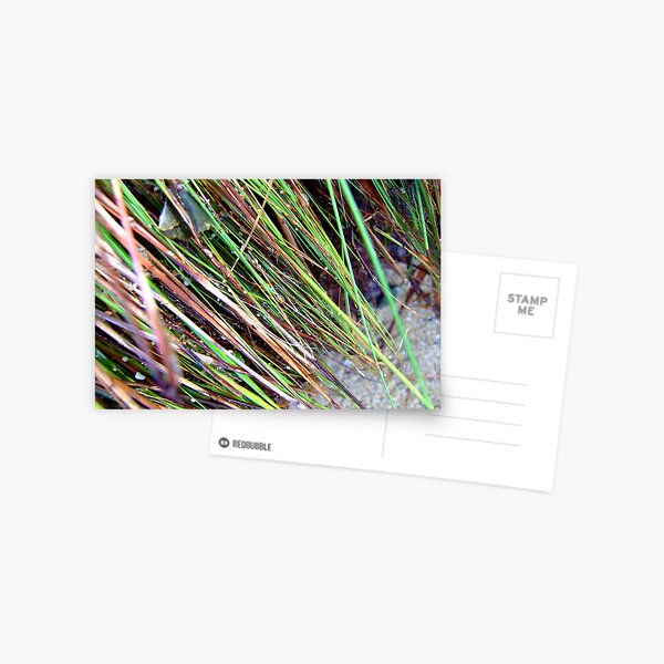 dripping Postcard