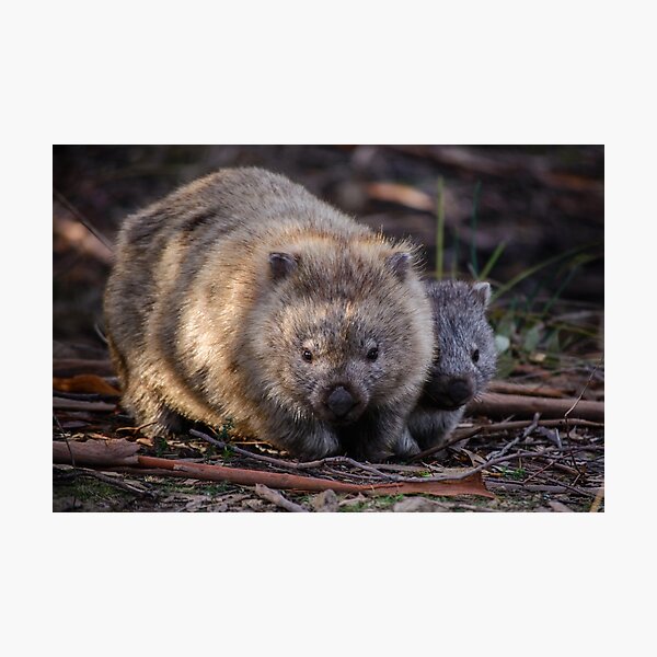 Item preview, Wombats 2 designed and sold by Scott Godwin.