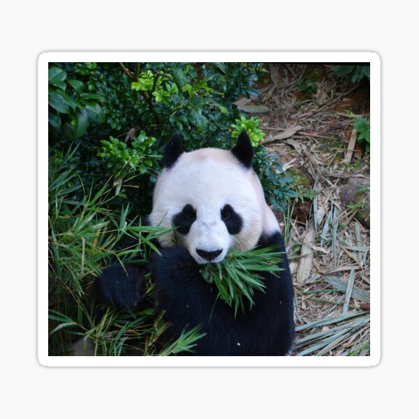Item preview, Giant Panda eating Bamboo designed and sold by Schoensl.
