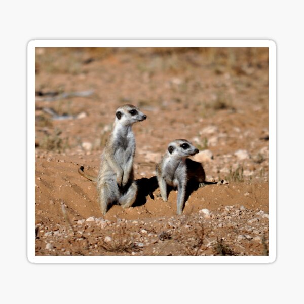 Item preview, meerkat or suricate designed and sold by Schoensl.
