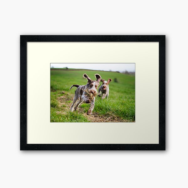 Italian Spinone Puppies Playing Chase Framed Art Print