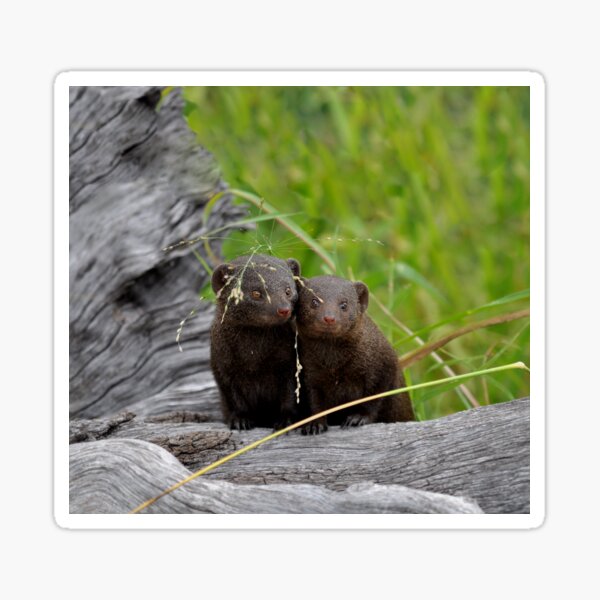 Item preview, Mongoose in South Afrika designed and sold by Schoensl.