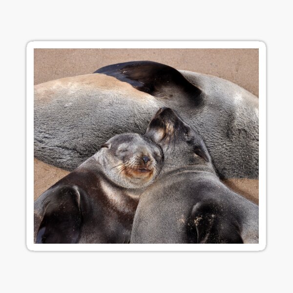 Item preview, Cape Fur Seals, Namibia designed and sold by Schoensl.