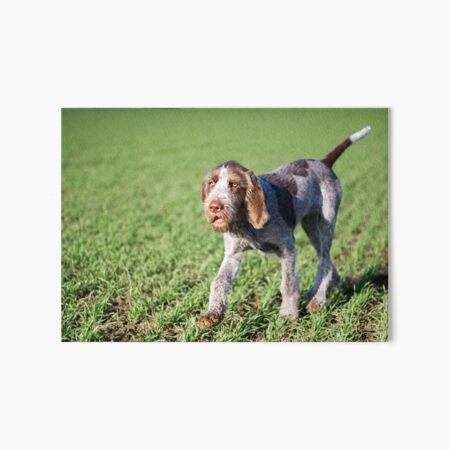 Italian Spinone Puppy Portrait Art Board Print