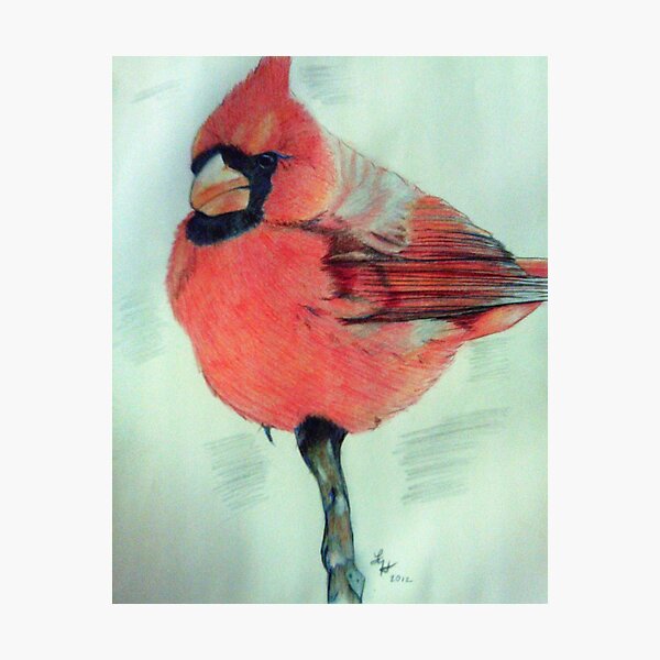 Cardinal Study Photographic Print