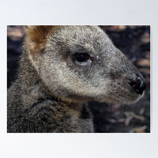 Item preview, Kangaroo designed and sold by Pascal and Isabella Inard.