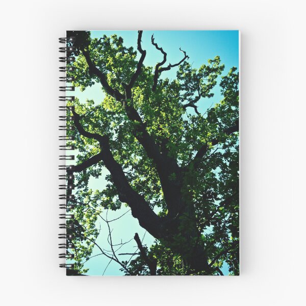 Item preview, Oak Tree up in Toompea. Tallinn. designed and sold by tutulele.