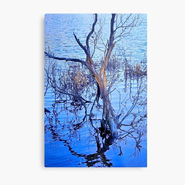 The Play of Light Metal Print