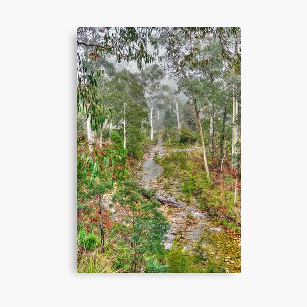 Forest Canvas Print