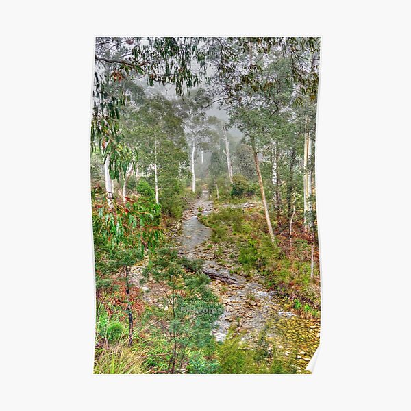 Forest Poster