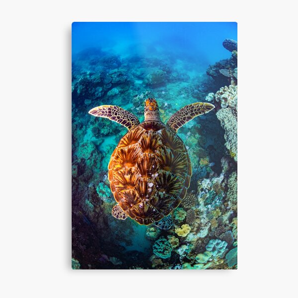 Green selling Sea Turtle 12x18 Metal Print