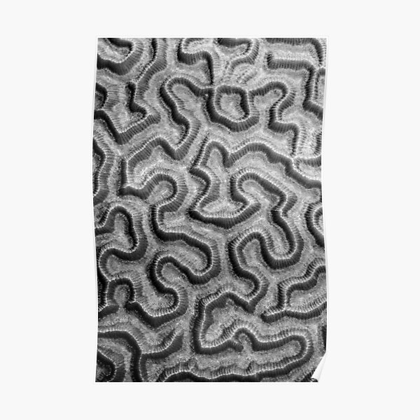 Brain Coral Pattern Poster