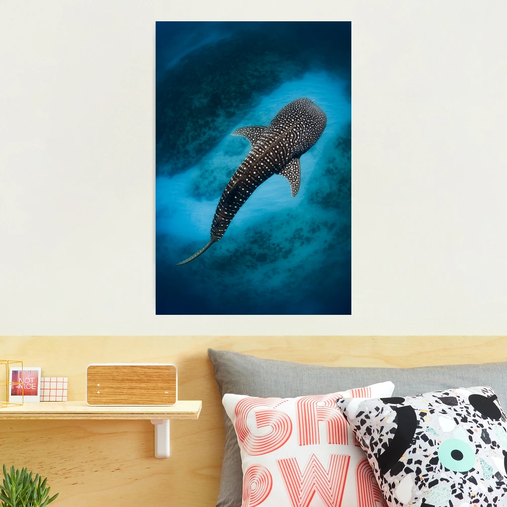 Whale Shark  Photographic Print for Sale by Jesshaddenphoto