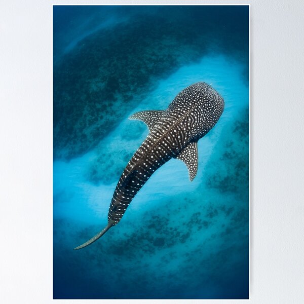 Whale Shark  Poster