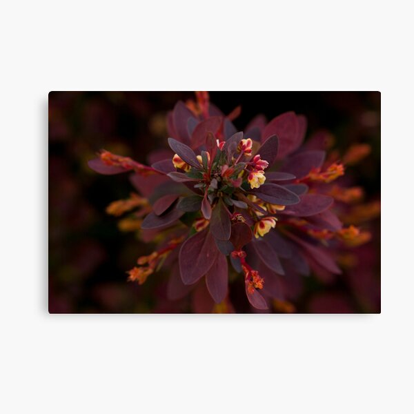 Item preview, The gift of color. designed and sold by Harv Churchill.