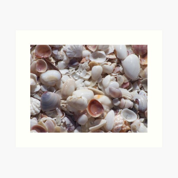 Sanibel Shell Hash Art Print