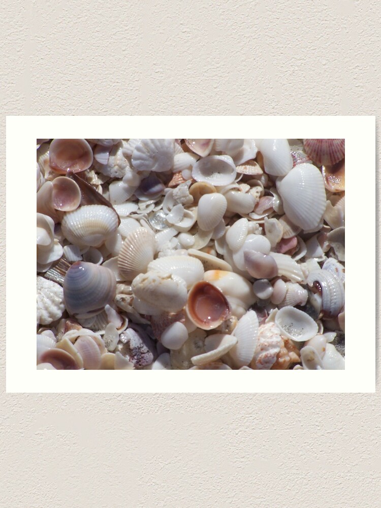 Alternate view of Sanibel Shell Hash Art Print
