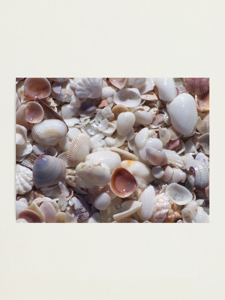 Alternate view of Sanibel Shell Hash Photographic Print