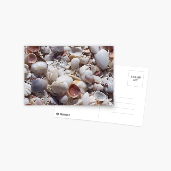Sanibel Shell Hash Postcard