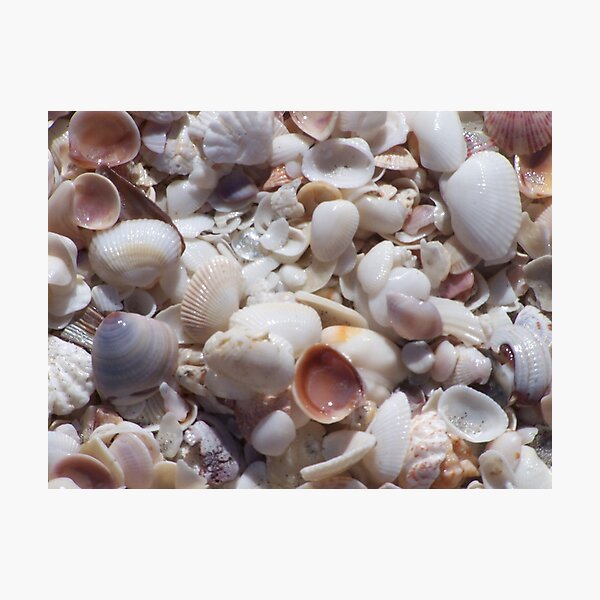 Sanibel Shell Hash Photographic Print