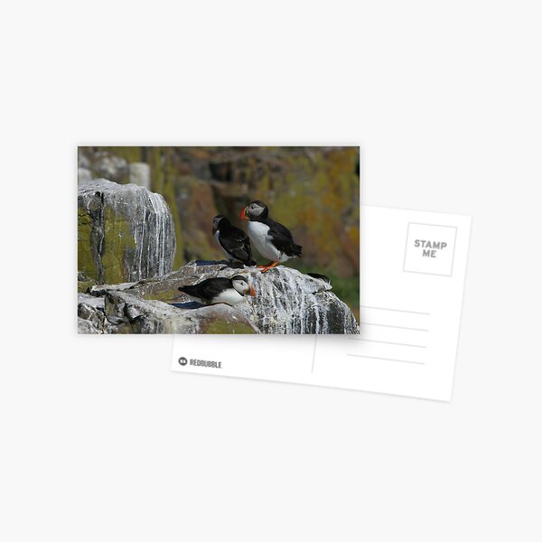 Item preview, Puffins designed and sold by christopher363.