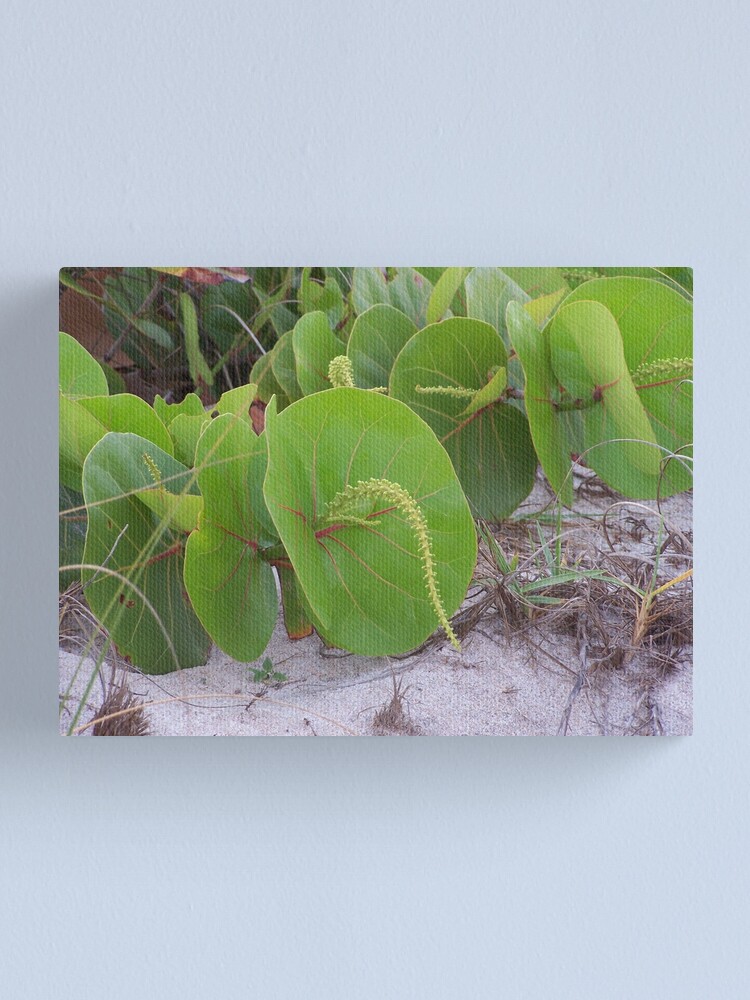 Alternate view of Sea Grapes Canvas Print