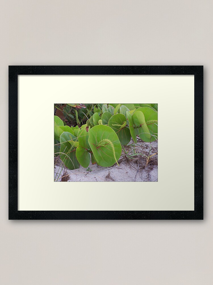Alternate view of Sea Grapes Framed Art Print