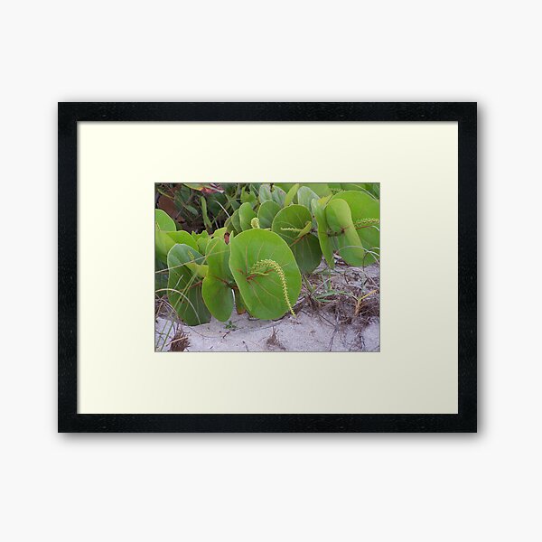 Sea Grapes Framed Art Print