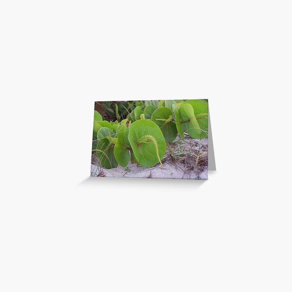 Sea Grapes Greeting Card