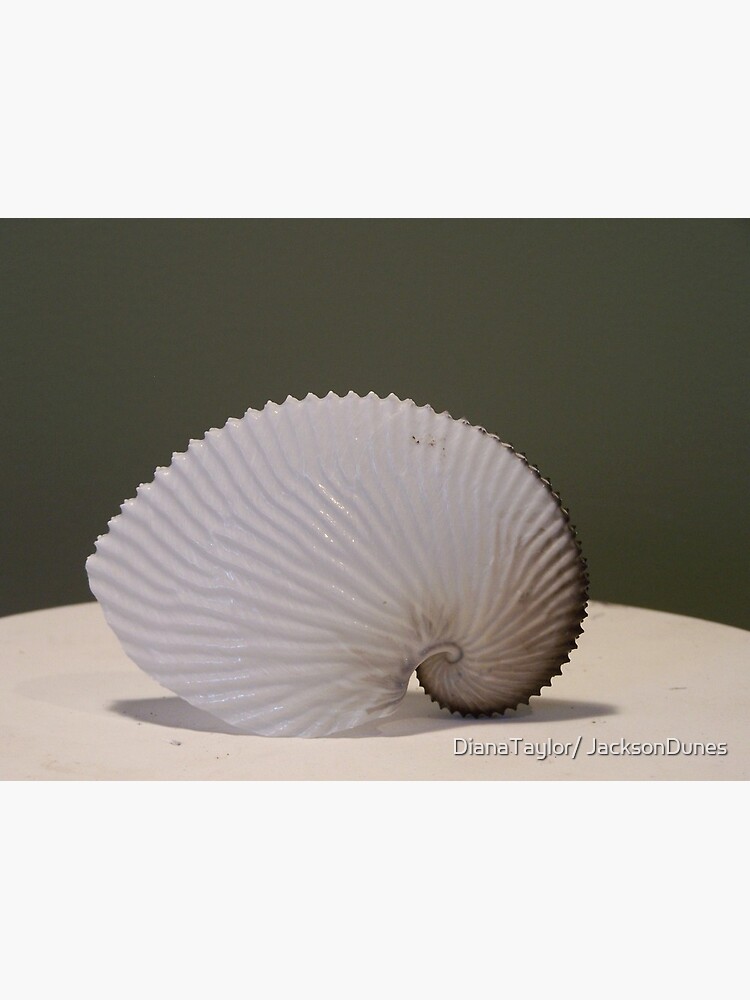Paper Nautilus by DianaTaylor