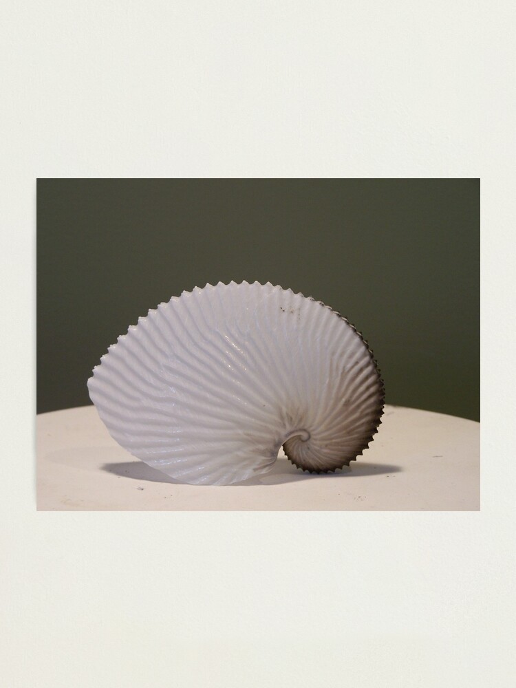 Alternate view of Paper Nautilus Photographic Print